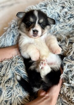 Welsh corgi pembroke s PP - 6