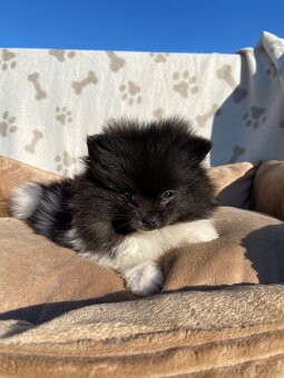Pomeranian, špic, oranžový špic, pomik - 6