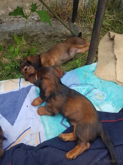Šťěňátka Jezevčíka trpasličí/kraličí dlouhosrstá - 6