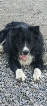 Krytí pes Border kolie - 6