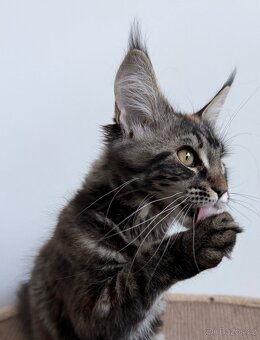 Mainska myvali kotata s PP - 6