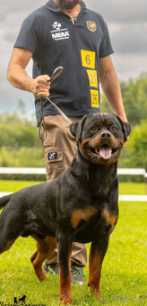 Rottweiler šteňatá - 6