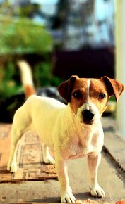 Jack russel z pp - 6