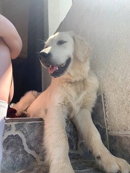 Zlatý retrívr ke krytí bez pp - 6