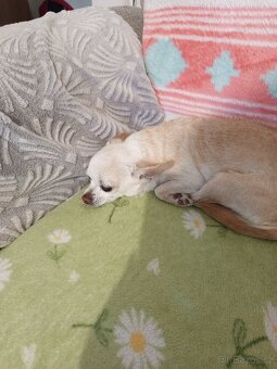 Čivava krátkosrstá - 6