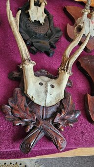 Srnčí paroží – celá sbírka 15 kusů (Brno) - 6