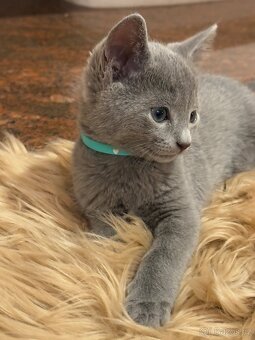 Ruská modrá, kocourek s PP - 6