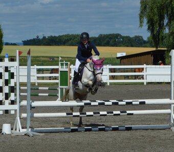 1,5 roční klisnička Wpbr - 6