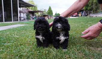 Maltipoo - 6