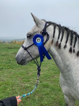 Welsh pony B - 6