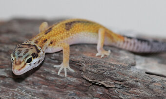 Gekončík noční - letošní mláďata - 6