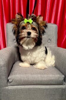 Biewer Jorkšírský teriér fenka s PP - 6