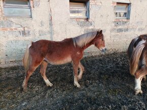 Welsh pony sekce B - 6