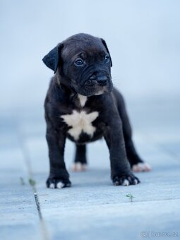 American bully xl, pitbull xxl - 6