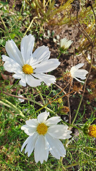 Zářivka velkokvětá (bílá,růžová) - 6