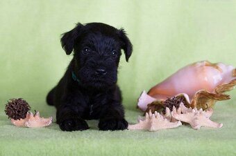 Knírač malý černý s PP - 6