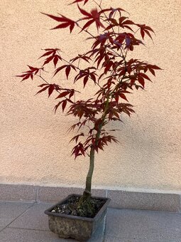 Bonsai, Bonsaj, japonský javor, skalky - 6