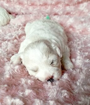 Bišonek - Bichon á poil Frisé - 6