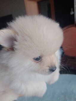 Pomeranian špic - 6