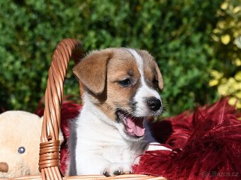 Jack Russell terier s PP - 6