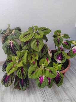 Pokojové květiny - 6