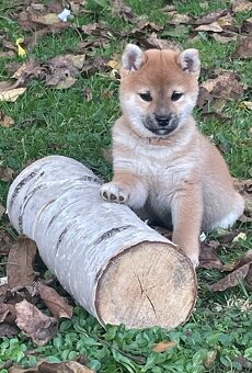 Shiba inu s PP /FCI / - 6