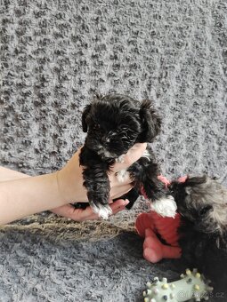 🐾 Ruská barevná bolonka – štěňátka s PP-k odběru - 6