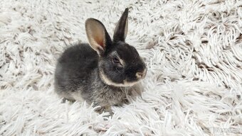 Zakrslý králík, králíček -(REX)-DAISY - 6