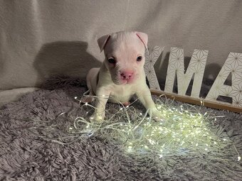 American bully pocket - 6