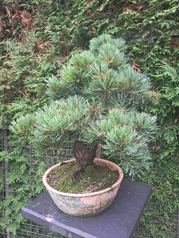 Bonsaj,Bonsai - 6