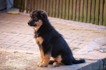 Australských ovčák s PP - 6