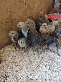 Prodám kuřata - 6