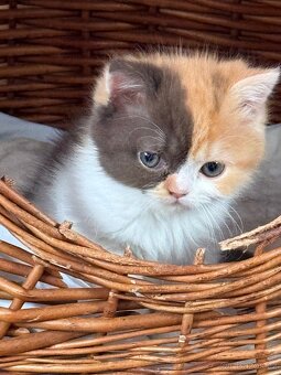 Menuet(munchkin) - 6