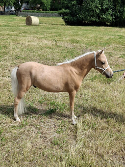 American minihorse - 6