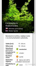 Akvarijní rostlinky a krevetky Red Cherry - 6