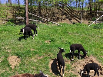 Na prodej: 4 beránky plemene Zwartbles - 6