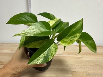 Epipremnum "Marble Queen"pokojová květina - 6