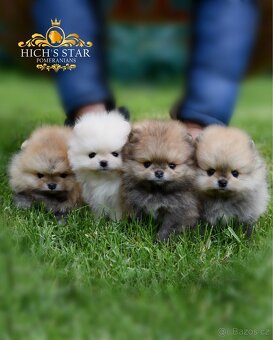 Pomeranian s PP FCI - 6