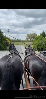 Starokladrubský vraník 14 let - 6