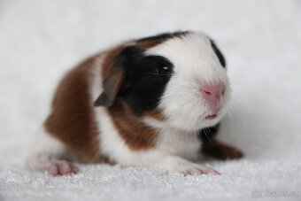 Krátkosrsté morče, morčátko, morčata s PP - 6