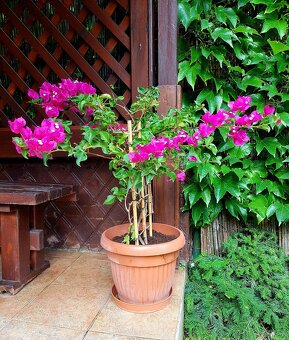 Bougainvillea, Bouga, keře, subtropické rostliny SLEVA - 6
