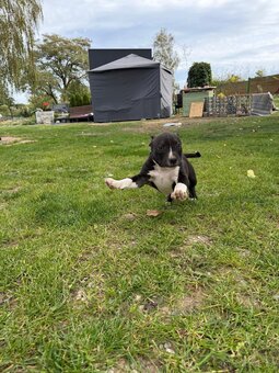 Americký stafordšírský teriér - 6