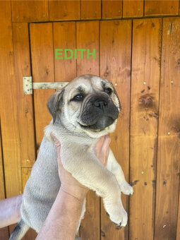 Malorská doga - Cadebou - Perro Dogo Mallorquin - 6