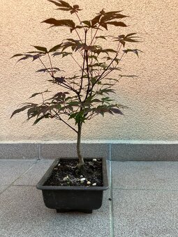 Bonsai, Bonsaj, japonský javor, skalky - 6
