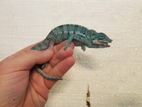 Chameleon pardáli Nosy be - 6