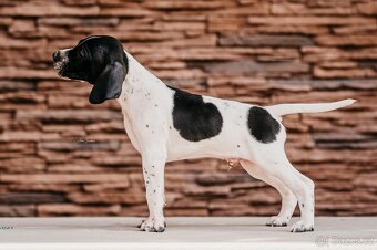 Anglický pointer štěňata s PP - 6