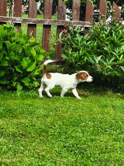 Jack Russell terier pejsek s rodokmenem - 6