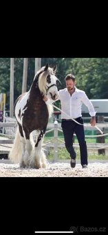 Prodej, výměna IC klisny - 6