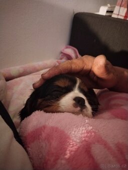 kavalír king charles španěl - 6