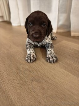 Německý krátkosrstý ohař - 6